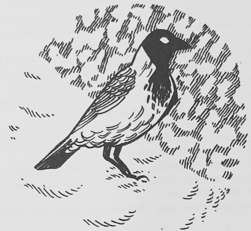 Mustavalkoinen kuva variksesta lumisella taustalla